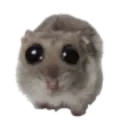 kzhamster