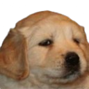 dogbrow Discord emoji