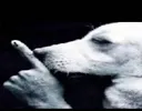 shutupnigga
