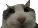 catstare