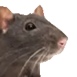 ratvibe