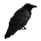 crow