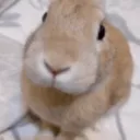 slungus