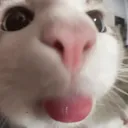 bleh