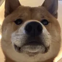 Dogged