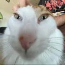Sillycat Sillycat