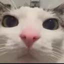stare