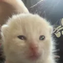 discretelyfunnycat discretelyfunnycat