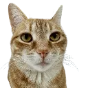 TaterDISAPPOINTED