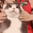 cuteaggressive