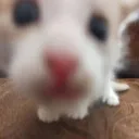 occupationallyfunnycat