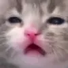 _CATdisgusted