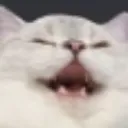 cat_kek cat_kek