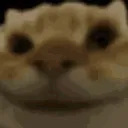 yes