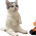 catsittingverycomfortablearo1 catsittingverycomfortablearo1