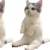 catsittingverycomfortablearo3