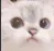 catconcerns