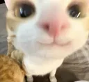 hello_cat