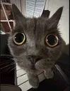 autistic_eyes