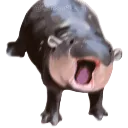 moodeng