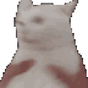 catShake
