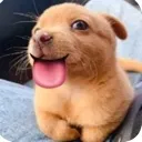 freakydog