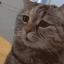 mau