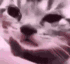 sadCat