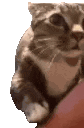 catOverAsk