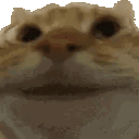 CatYes
