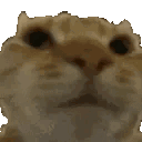 CatNo