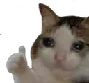 SadCatThumbsUp