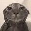 WetCat