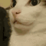 catShh