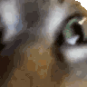 INSANECAT