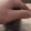 catPAT