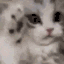 CatNotLikeThisMeow