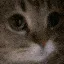 meow