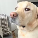 sideeye