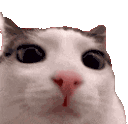 :plink: