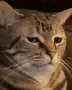 catbruh
