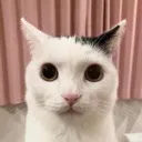 balo_stare