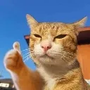CatThumbsUp