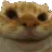 gatinho_sim gatinho_sim