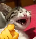 laughingatsuni