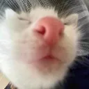 gato_nosei_FemboySlut