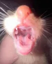 catopen