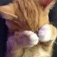 shy