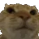 nuuhcat