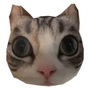 cat_stare